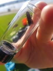 Dasymutilla bioculata