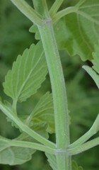 Nepeta cataria