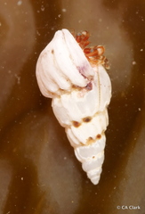 Opalia funiculata
