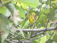 Setophaga discolor