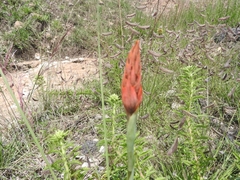 Dichromanthus cinnabarinus