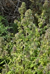 Nepeta cataria
