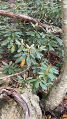 Rhododendron maximum