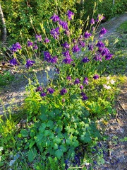 Aquilegia vulgaris