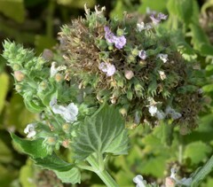 Nepeta cataria