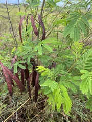 Leucaena leucocephala