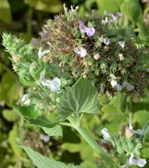 Nepeta cataria