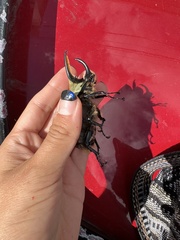 Dynastes hyllus
