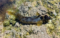 Salaria pavo