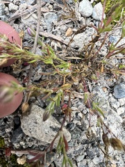 Spergularia rubra