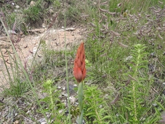 Dichromanthus cinnabarinus