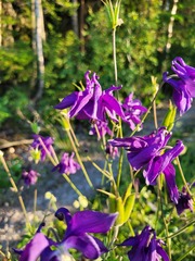 Aquilegia vulgaris