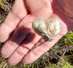 Eriophorum angustifolium