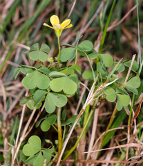 Oxalis dillenii