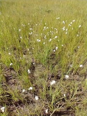 Eriophorum angustifolium