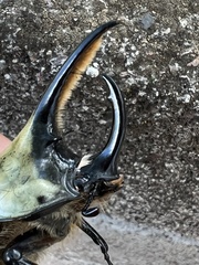 Dynastes hyllus
