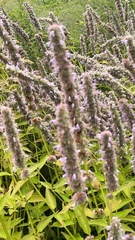 Agastache foeniculum