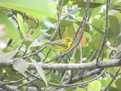 Setophaga discolor