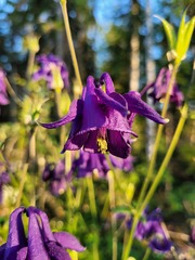 Aquilegia vulgaris