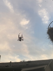 Araneus bicentenarius