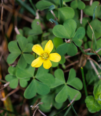 Oxalis dillenii