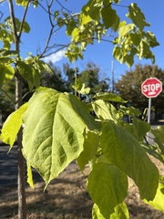Catalpa bignonioides