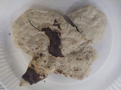 Calcipostia guttulata