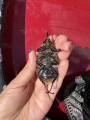 Dynastes hyllus