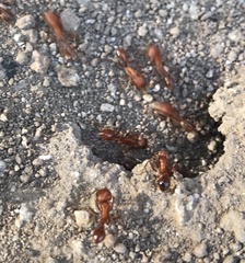 Pogonomyrmex maricopa