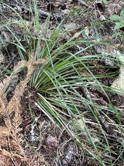 Xerophyllum tenax