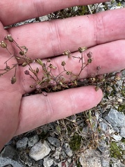 Spergularia rubra