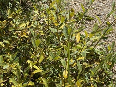 Salix planifolia