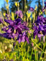 Aquilegia vulgaris