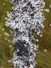 Hypogymnia physodes