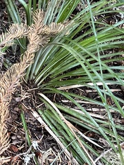Xerophyllum tenax