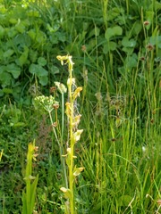 Platanthera sparsiflora