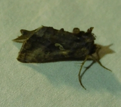Autographa precationis