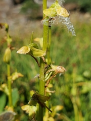 Platanthera sparsiflora