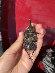 Dynastes hyllus