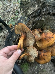 Omphalotus illudens