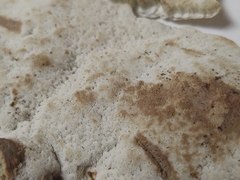 Calcipostia guttulata