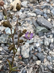 Spergularia rubra