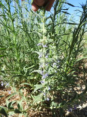 Trichostema lanceolatum