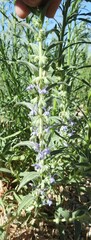 Trichostema lanceolatum