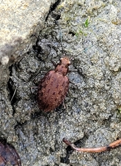 Opisthius richardsoni