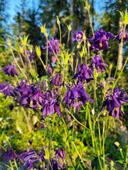 Aquilegia vulgaris
