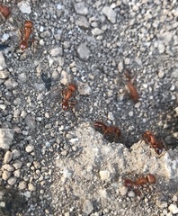 Pogonomyrmex maricopa