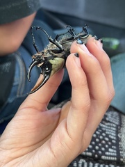 Dynastes hyllus