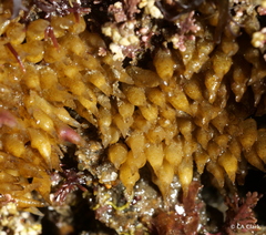 Acanthinucella spirata