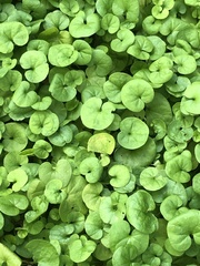 Dichondra